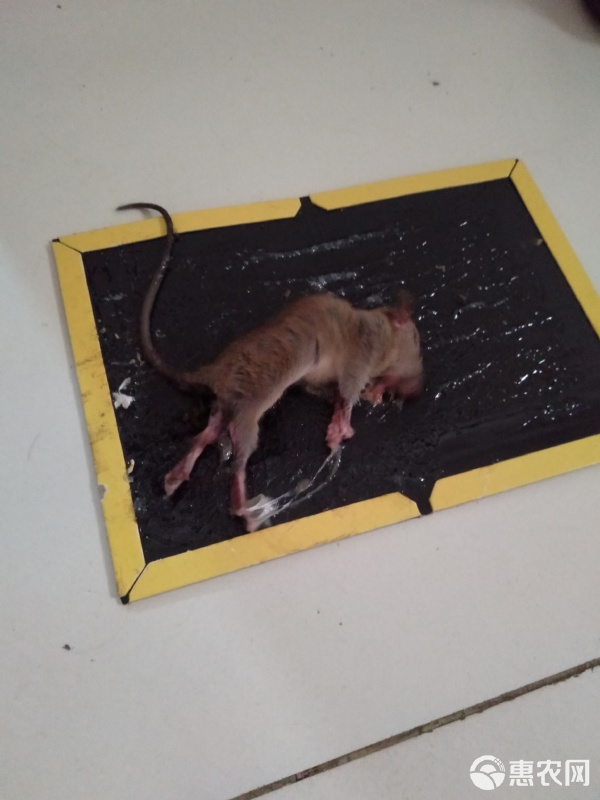 捕鼠能手 强力粘鼠板，家庭灭鼠的隐形卫士